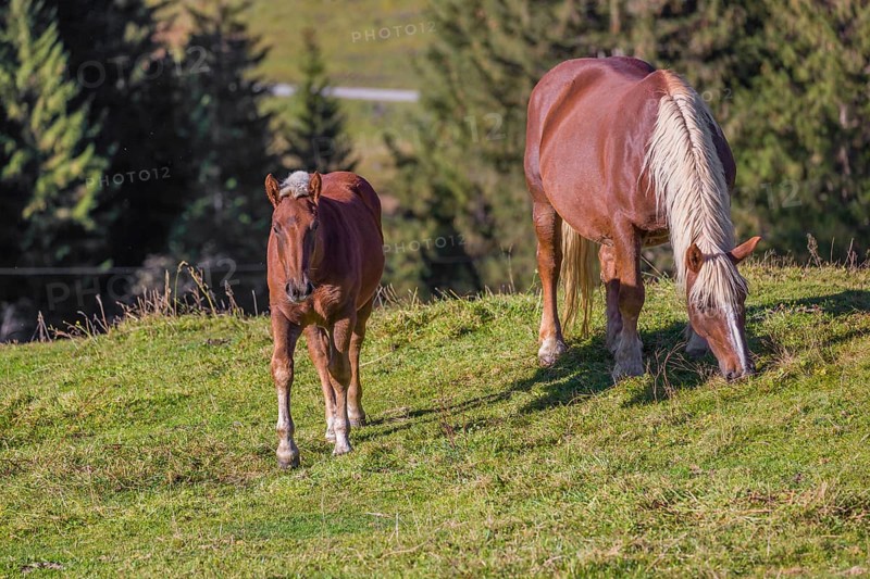 A chestnut colored Noriker horse or Norico-Pinzgauer, mare and foal, stand on a sunny paddock