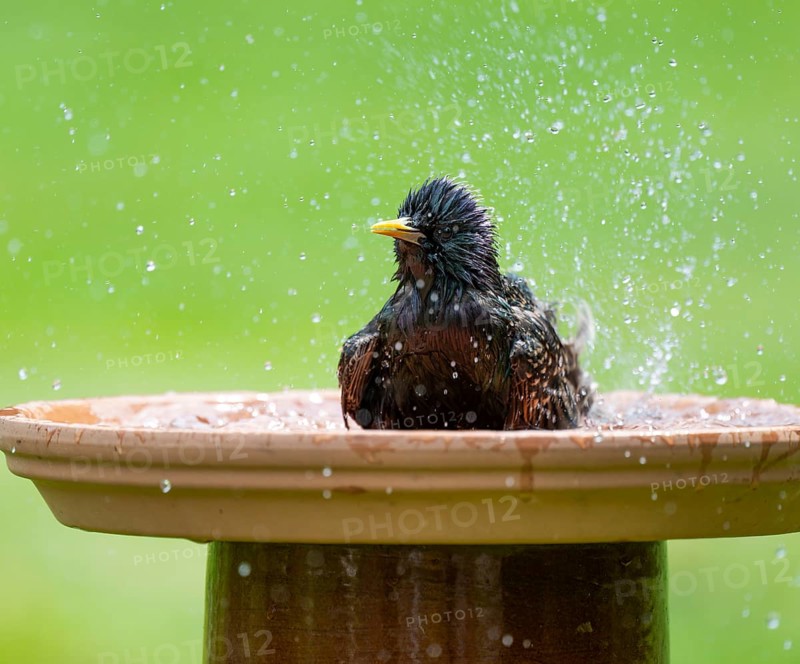 Starling (Sturnus vulgaris) bathing in a bird bath, Lower Saxony, Germany