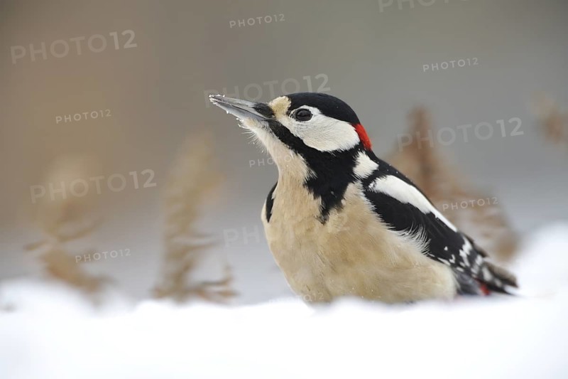 Great Spotted Woodpecker (Dendrocopos major) male, North Rhine-Westphalia, Germany