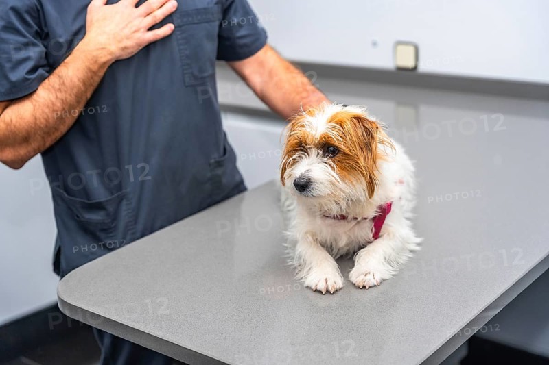 Small dog lying on examination table while veterinarian performs checkup in modern veterinary clinic