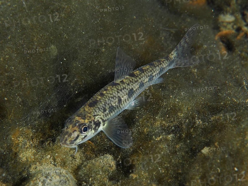 A spotted fish, gudgeon (Gobio gobio), swimming over the algae-covered bottom, dive site Zollbrücke, Rheinau, Canton Zurich, Rhine, High Rhine, Switzerland, Germany
