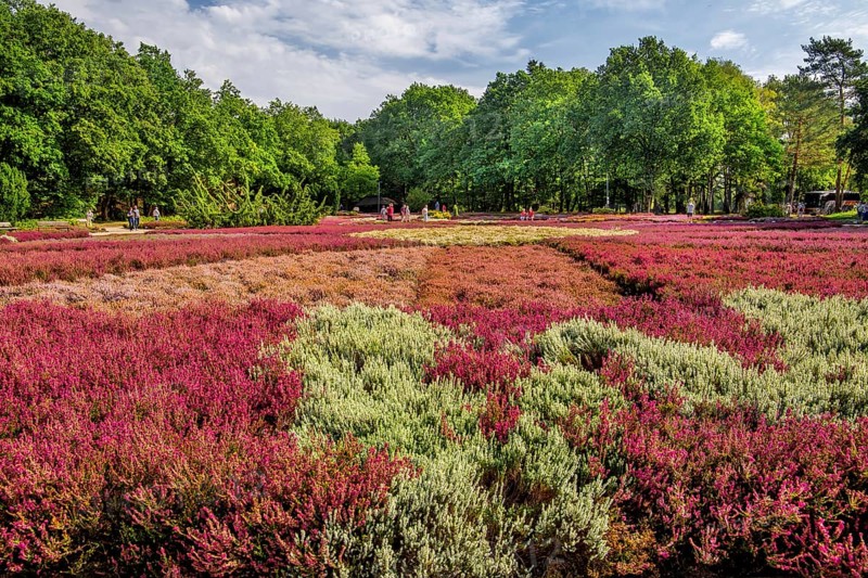 Heather garden with many varieties of heather from all over the world, Schneverdingen, Lüneburg Heath, Lower Saxony, Germany