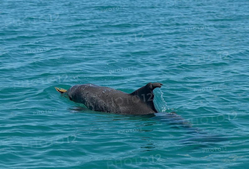Bottlenose dolphin (Tursiops truncatus) hunting sponges, tool use, dolphin, Monkey Mia, Shire of Shark Bay, State of Western Australia, Australia