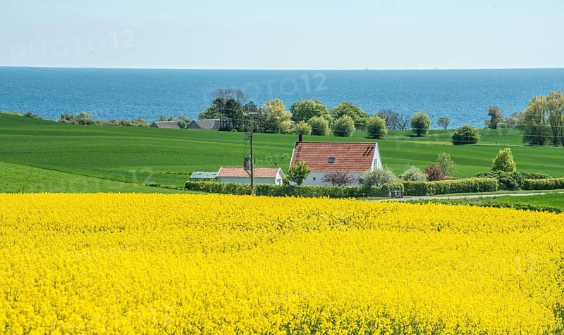 House in landscape with flowering rapeseed field and green crops in Sjörup, and with Baltic Sea in the background, Ystad municipality, Skåne county, Sweden, Scandinavia