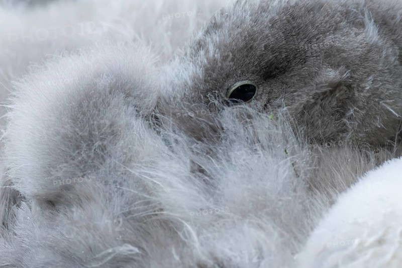 Mute swan (Cygnus olor) juvenile baby cygnet bird resting, England, United Kingdom