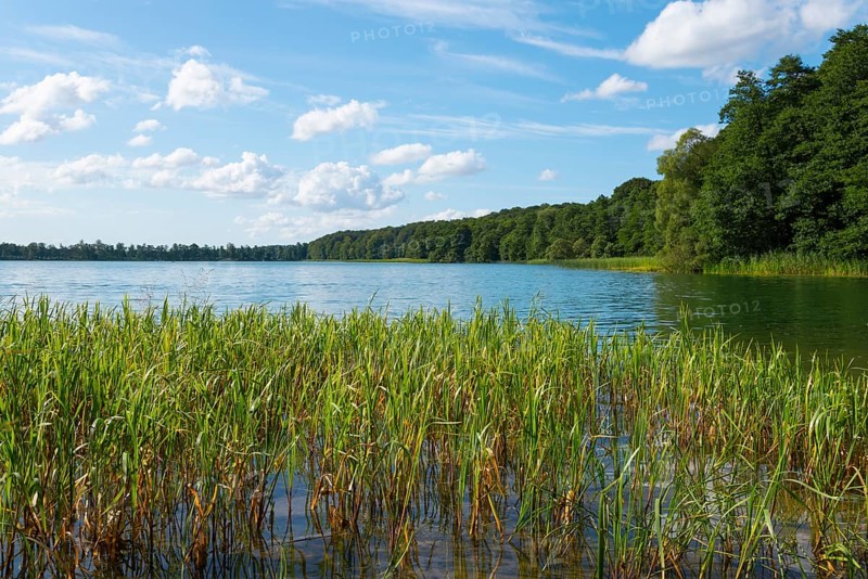 Shore view of a lake with reeds and wooded backdrop under a blue sky, Lake Ilinsk, Jelonek, Milomlyn, Milomlyn, Liebemühl, Ostródzki, Warmia-Masuria, Poland
