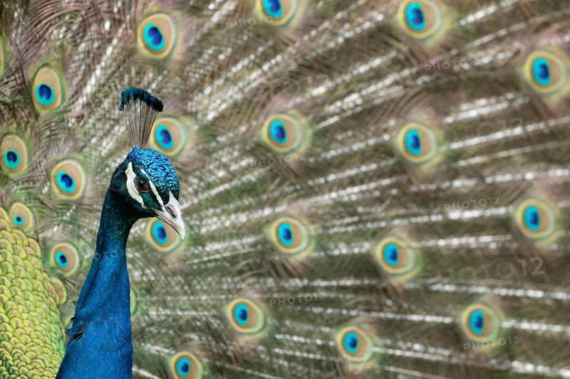Indian peafowl or Peacock (Pavo cristatus) adult male bird displaying showing its tail feathers, England, United Kingdom