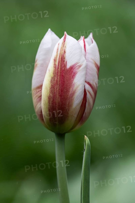 Tulip blossom (Tulipa), Emsland, Lower Saxony, Germany