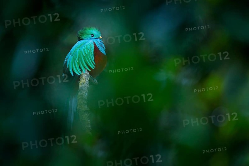 Resplendent Quetzal, Pharomachrus mocinno, from Savegre in Costa Rica with blurred green forest in background. Magnificent sacred green and red bird. Detail forest hidden of Resplendent Quetzal