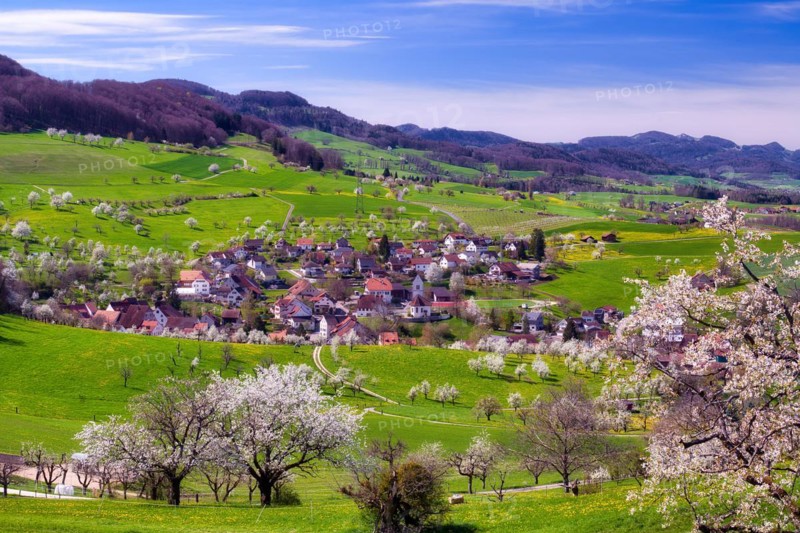 Village view of Oltingen, orchards in spring with flowering cherry trees (Prunus avium), Canton Basel-Landschaft, Switzerland
