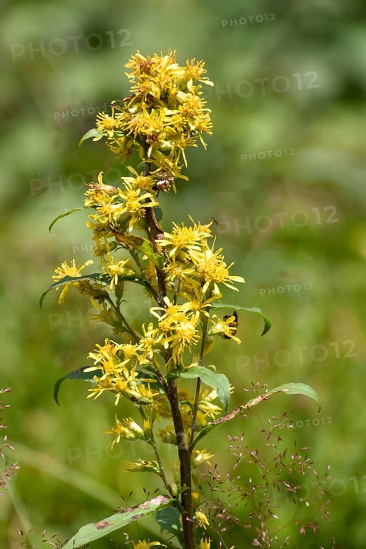 Flowering European goldenrod (Solidago virgaurea) in the Chiemgau Alps, Bavaria, Germany