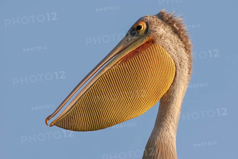 Pink-backed Pelican (Pelecanus rufescens), portrait, Okavango Delta, Botswana