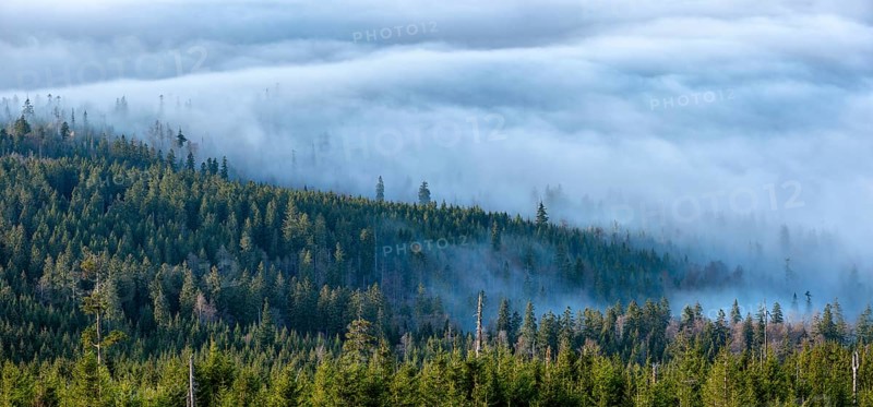 View from the summit of the Dreisesselberg (1333m) over forest and sea of fog, inversion weather, fog in the lowlands, Lower Bavaria, Bavarian Forest, Bavaria, Germany
