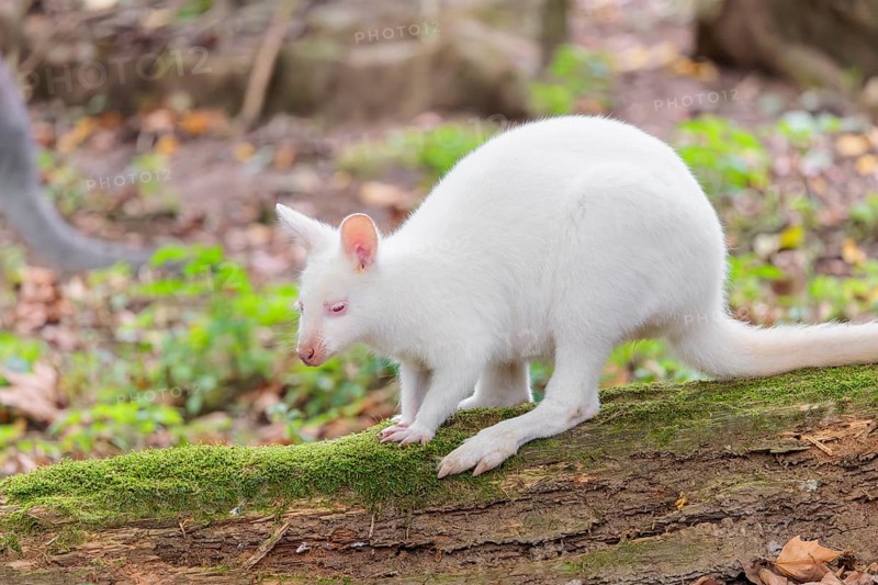 An albino red-necked wallaby or Bennett's wallaby (Macropus rufogriseus) sits on a rotting, moss-covered tree lying on the ground