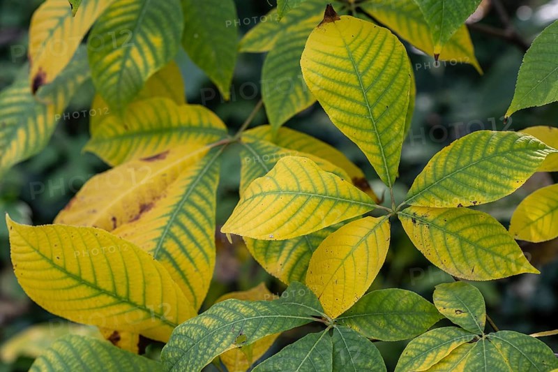 Shrub chestnut (Aesculus parviflora, autumn foliage, Speyer, Rhineland-Palatinate, Germany