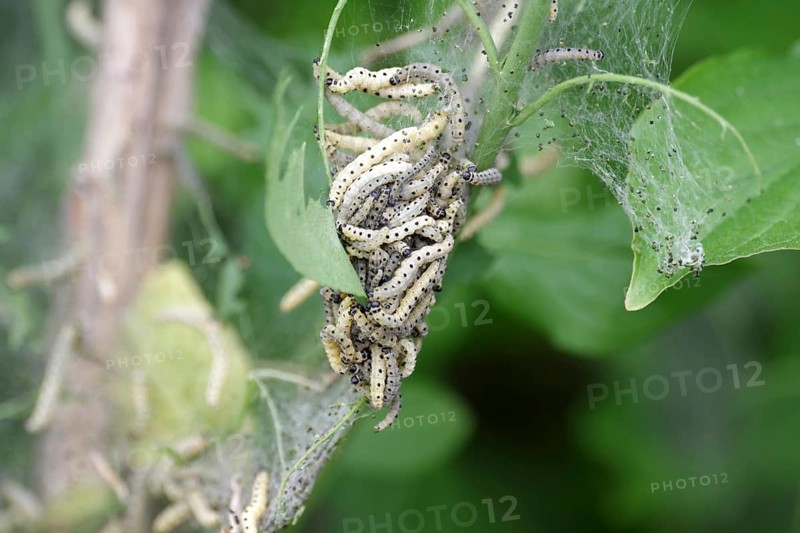 Spider moth (Yponomeutidae), caterpillars, butterfly, many, Germany, The larvae of the spider moth hang together on a green twig