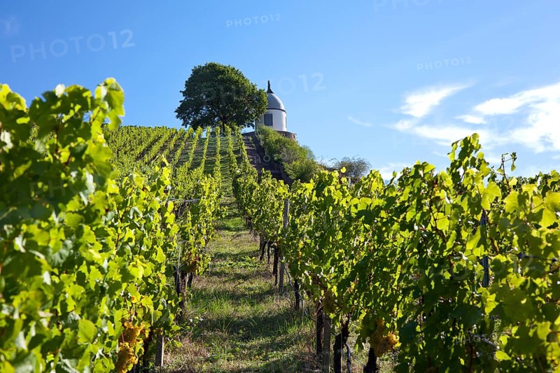 Vineyards of Schloss Wackerbarth looking on the Jacobstein pavillion, Radebeul, Saxon Elbe, Saxony, Germany, Europe