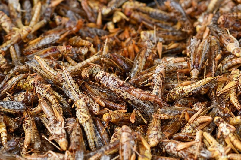 Close up of many grilled thai food grasshoppers