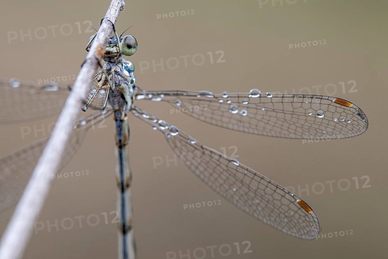Lestes virens (Lestes virens), Emsland, Lower Saxony, Germany