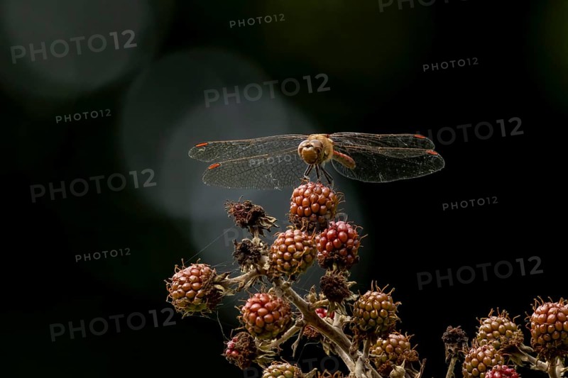 Common darter dragonfly (Sympetrum striolatum) adult insect resting on blackberries fruit in summer, England, United Kingdom