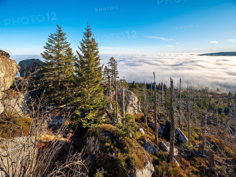 View over endless forests with valley mist on the Dreisesselberg (1333m) on the border to the Czech Republic, in front dead forest with natural regeneration, Haidmühle, Bavarian Forest, Lower Bavaria, Bavaria, Germany