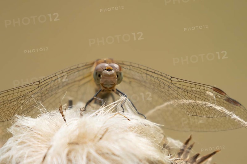 Common darter dragonfly (Sympetrum striolatum) adult insect resting on a flower seedhead in summer, England, United Kingdom
