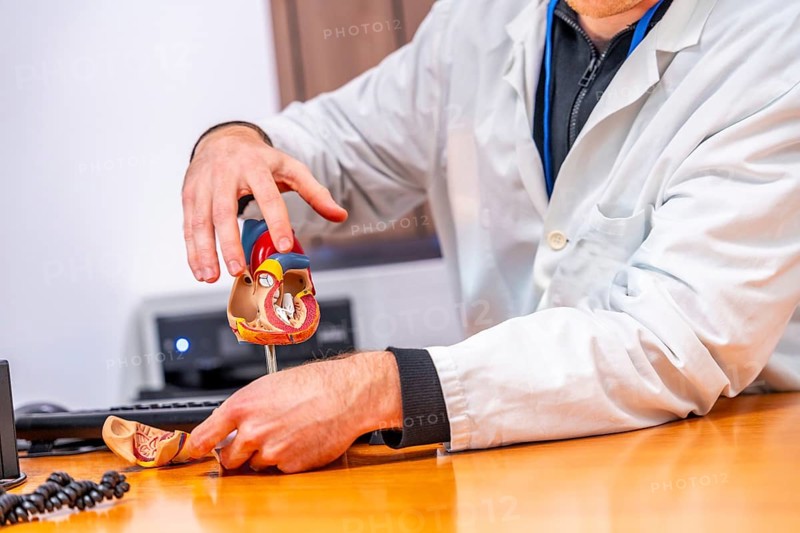 Unrecognizable cardiologist sing a model to explain a medical procedure in the hospital