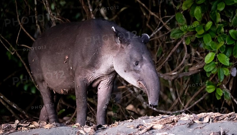 Baird's tapir (Tapirus bairdii), juvenile, in the rainforest, Corcovado National Park, Osa, Puntarena Province, Costa Rica