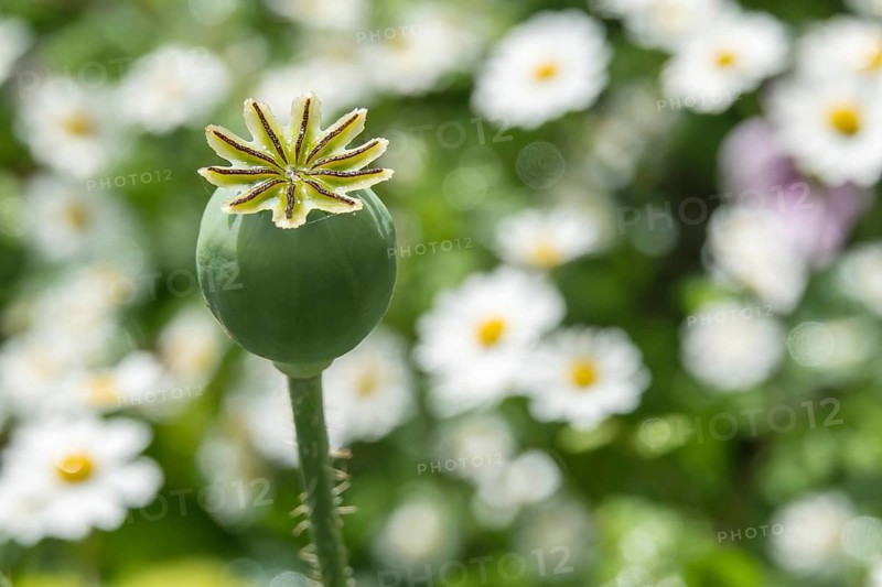 Poppy, (Papaver somniferum), poppy capsule, North Rhine-Westphalia, Germany