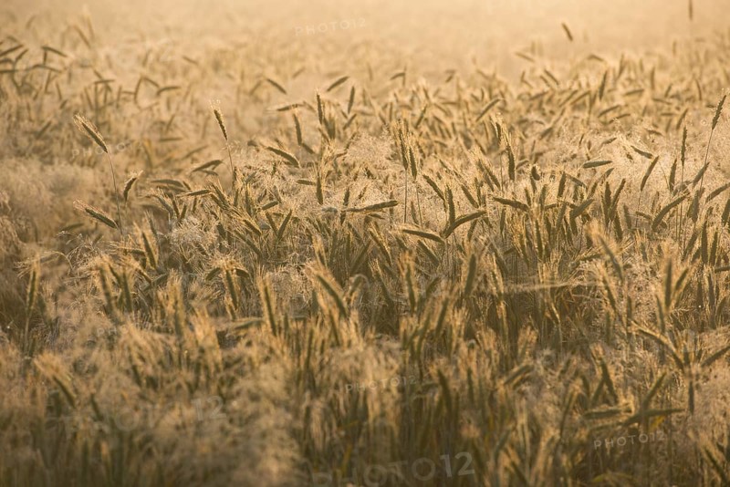 Barley (Hordeum vulgare), ears with morning dew, Thuringia, Germany