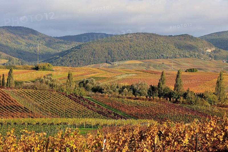 Vineyards in autumnal colours 2022 near Landau in der Pfalz, Southern Wine Route, Palatinate Forest, Rhineland-Palatinate, Germany