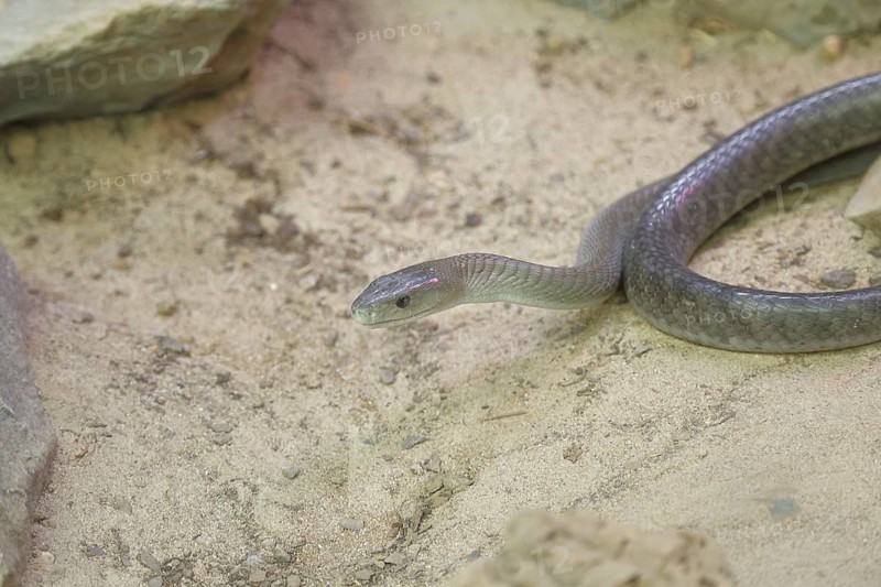 Black mamba (Dendroaspis polylepis), on sandy ground between rocks, captive, venomous snake, occurrence in Africa, Terrazoo, North Rhine-Westphalia
