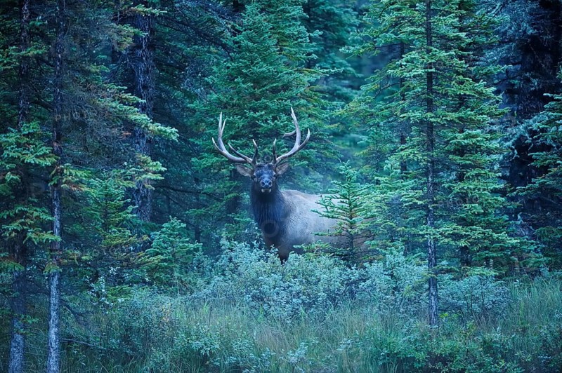 Elk (Cervus canadensis) in the pine forest, Banff National Park, Alberta Province, Canada