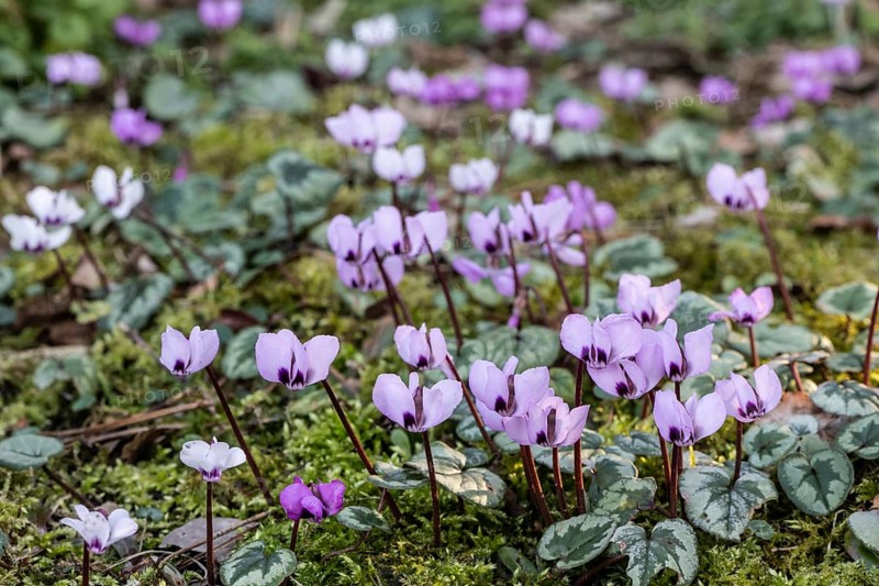 Early spring cyclamen (Cyclamen coum), Emsland, Lower Saxony, Germany