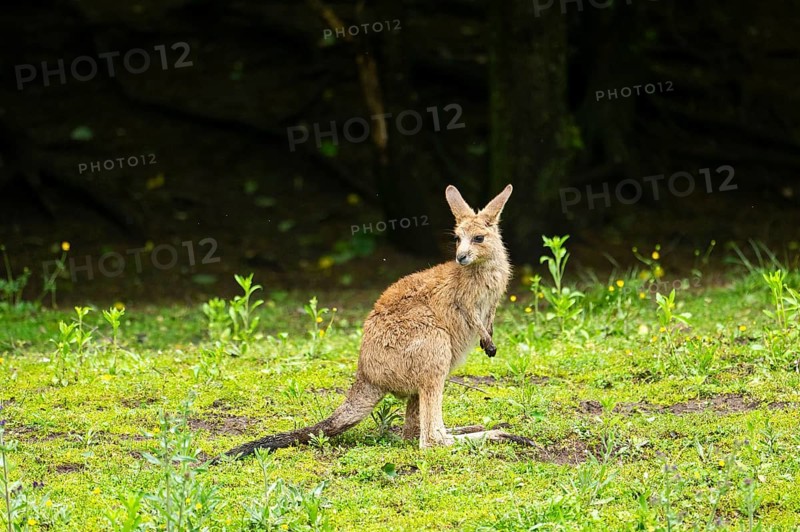 Eastern grey kangaroo (Macropus giganteus) on a meadow, Bavaria, Germany