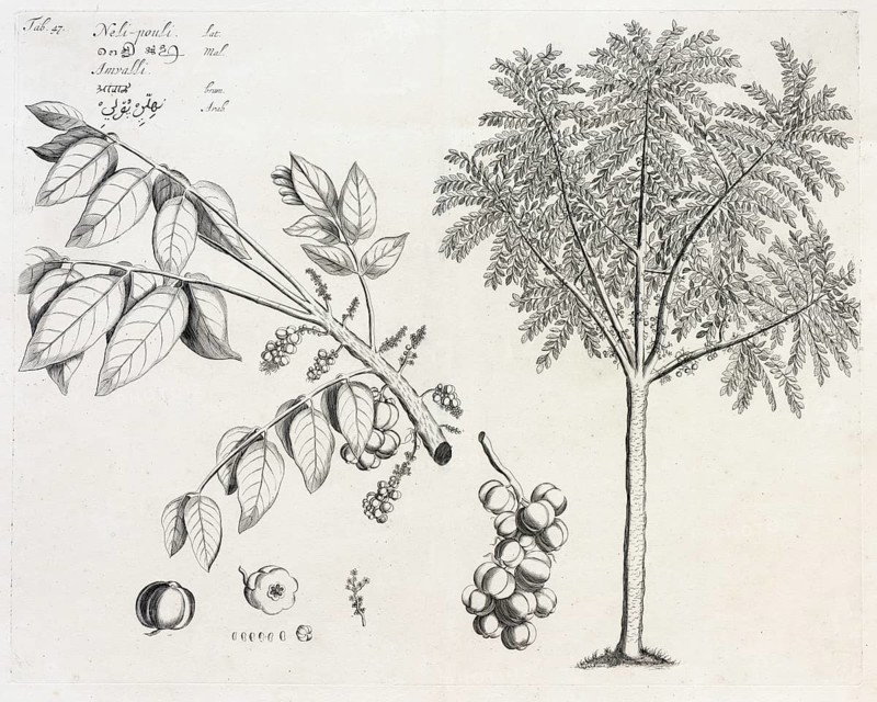 Neli Pouli, copperplate engraving by Hendrik Adriaan van Rheede tot Draakenstein, from the botanical work Hortus Malabaricus, 1678