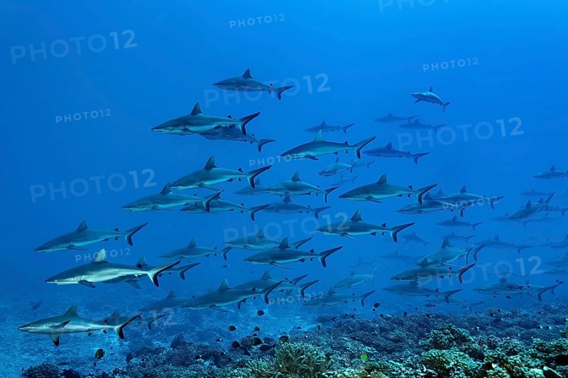 Shoal of Grey reef sharks (Carcharhinus amblyrhynchos) swimming in the South Pass, known as the Wall of sharks, Fakarava Atoll Biosphere Reserve, Tuamotu Archipelago, French Polynesia, South Pacific, Pacific Ocean