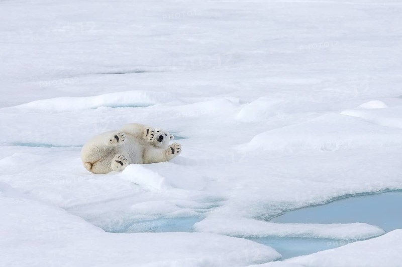 Polar Bear (Ursus maritimus) adult lying on its back on pack ice floe, Svalbard, Norway