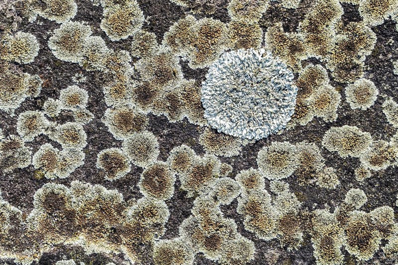 Lichens on an old sidewalk with stone plates, Helmarshausen Monastery, Hesse, Germany