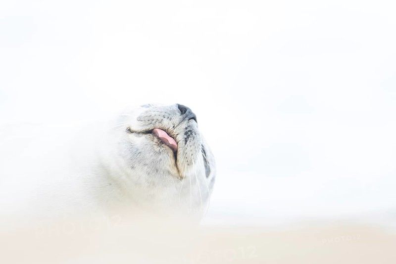 Common seal (Phoca vitulina) adult animal sleeping on a beach, Norfolk, England, United Kingdom