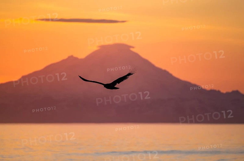 Bald eagle (Haliaeetus leucocephalus) flying in front of mountain silhouettes of the Aleutian chain with peak Mount Redoubt, at sunset, picturesque golden light of the midnight sun, Cook Inlet, Anchor Point, Anchor River State Recreation Area, Alaska, USA