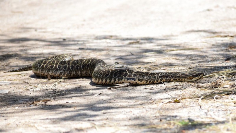 A crescent lance adder (Bothrops alternatus), called yarara in South America, a very venomous otter, seen in Reserva Ecologica Costanera Sur, Buenos Aires, Argentina