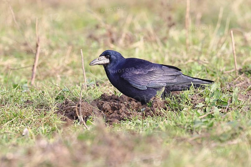 Rook (Corvus frugilegus), foraging in a meadow, Bieslicher Insel, Lower Rhine, North Rhine-Westphalia, Germany