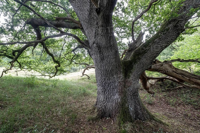English oak (Quercus robur) in the Hutewald forest, Emsland, Lower Saxony, Germany