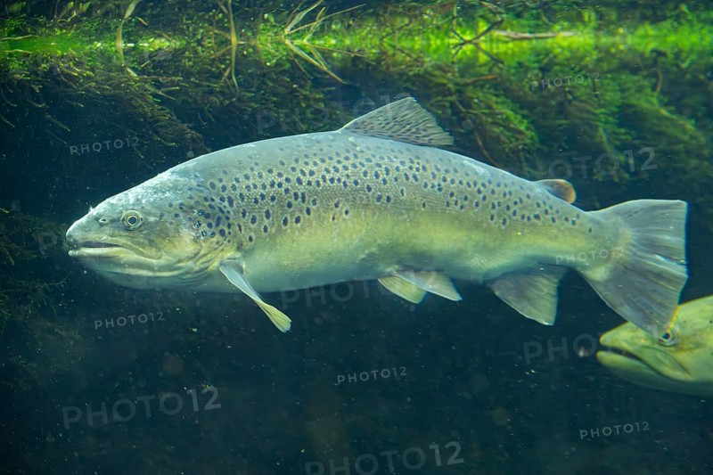River trout (Salmo trutta fario) swimming under water, Bavaria, Germany