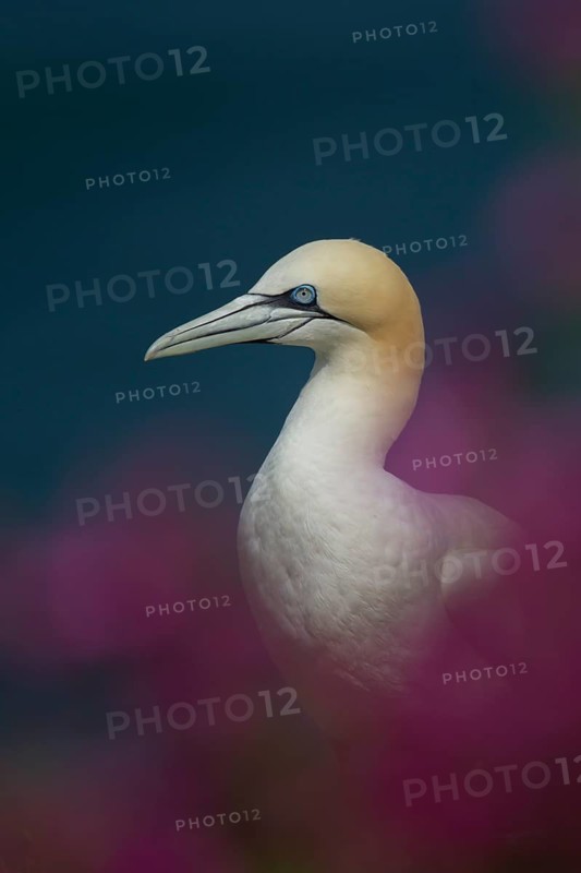 Northern gannet (Morus bassanus) adult sea bird amongst red campion flowers on a cliff top in summer, England, United Kingdom