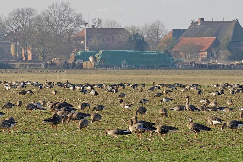 A large number of geese on a wide pasture near a village, Penkefitz, Elbe, Spring, Lower Saxony, Germany