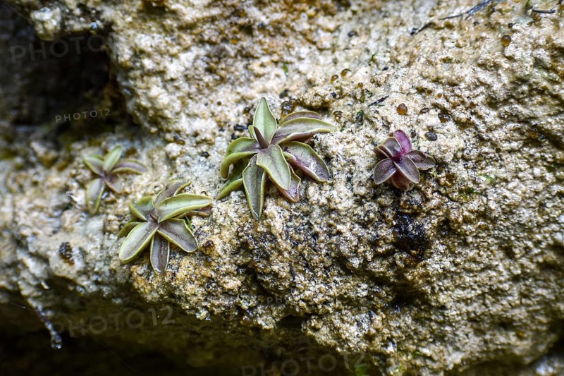 Alpine butterwort (Pinguicula alpina), a carnivorous plant, in the Weißbachschlucht, Chiemgau Alps, Bavaria, Germany