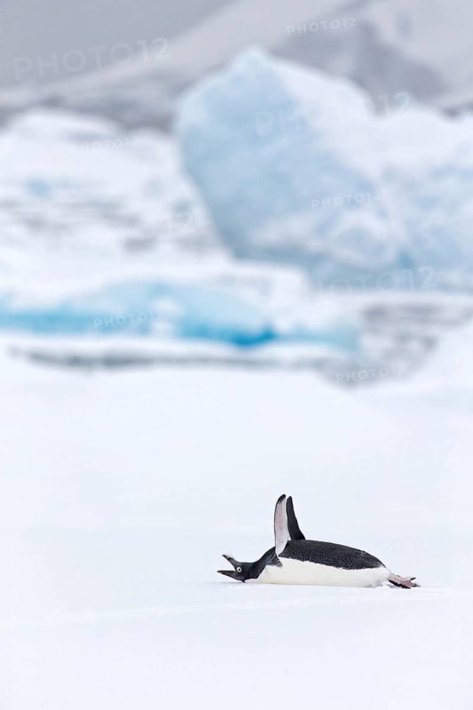 Adelie Penguin (Pygoscelis adeliae), Antarctica