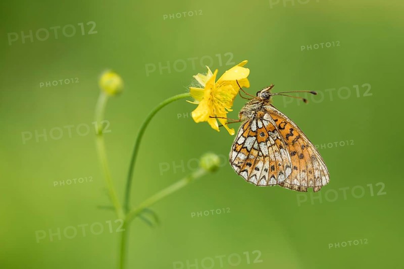 Zilveren maan, Small Pearl-bordered Fritillary, Boloria selene